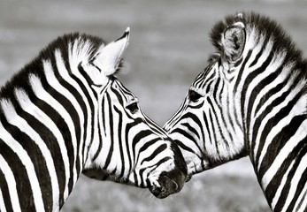 Fototapeta na wymiar Close up of two beautiful Zebras