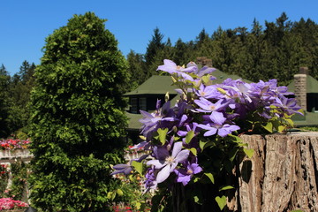 FLOWERS NATURE SKY BEAUTIFUL GREEN GARDEN