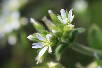 オランダミミナグサの白い花