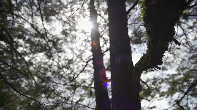 Flaer de luz entre arboleda
