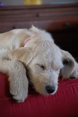 Sleeping dog in red chair and sunlight