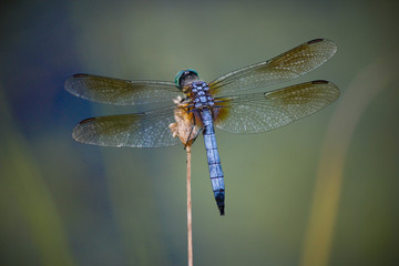 Closeup of dragonfly isolated on green background.