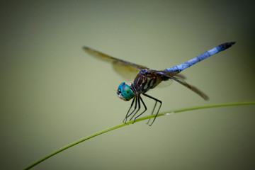 Closeup of dragonfly isolated on green background.
