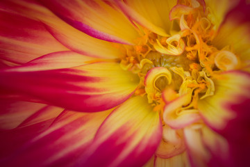 Fototapeta na wymiar Inside of magenta and yellow flower.