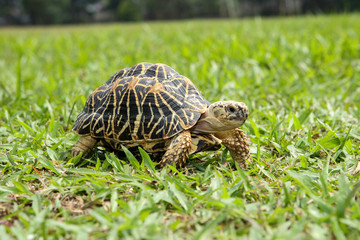 Turtle detail walking on the grass