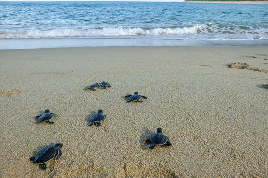 Group of baby sea turtle making their first step into ocean