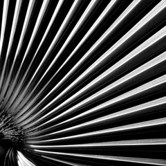 Obraz premium Close up of fan palm leaf in detail