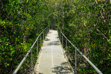 The Mangrove forest board walk at East Point in Darwin, Australia.