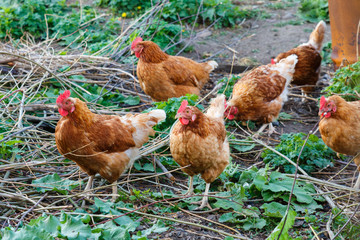 homemade chickens close up