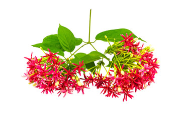 Colorful flower Drunen sailor, Rangoon creeperQuisqualis Indica flower plant , Chinese honeysuckle,...