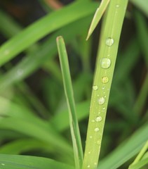 Fototapeta premium dew on grass