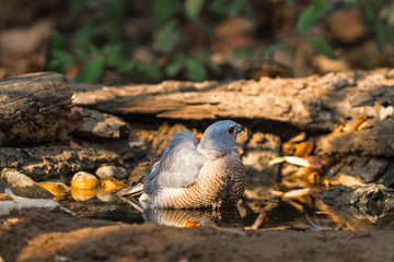 Beautiful bird Shikra ( Accipiter badius ) drink water  on pond