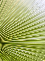 Texture of green palm leaf pattern backround