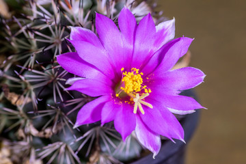 Obraz premium Beautiful cactus with pink flower.