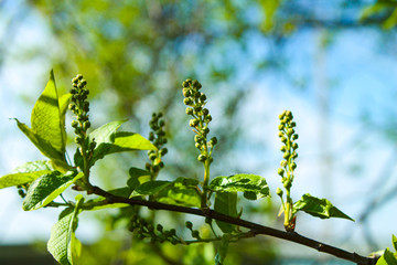 Bird cherry flowers begin to bloom in spring. 