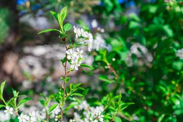 Apple blossom flowers