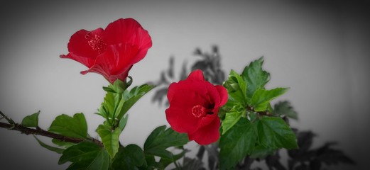 Red flower with beauty