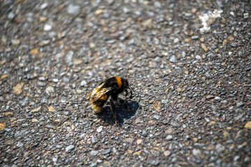 Closeup of a bee on the pavement