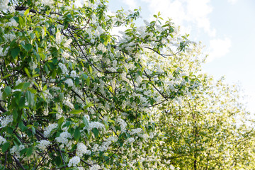 Fototapeta na wymiar Apple blossom flowers