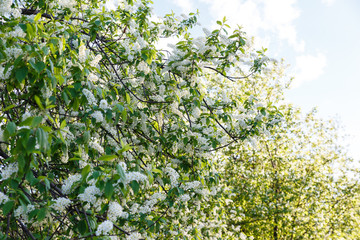 Apple blossom flowers