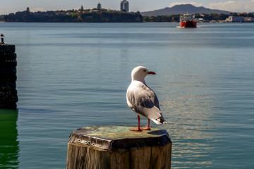 A seagull stand on a waterfront fence