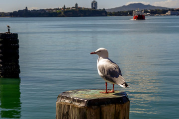 A seagull stand on a waterfront fence