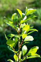 Young green birch leaves, spring nature.