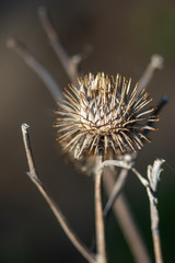Dry Thistle close-up, blurred dark background.