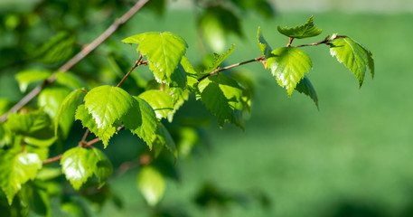 Young green birch leaves, spring nature.