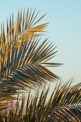 Large palm branches against the blue sky. The concept of rest, relaxation, travel.