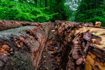 Baumstämme Langholz Holzlager Polterplatz