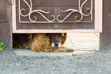 A watchdog for the protection of housing