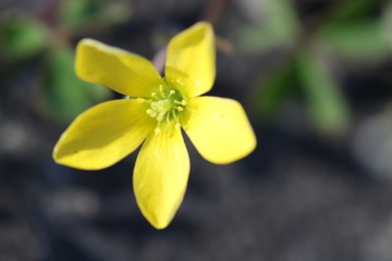 カタバミの黄色い花