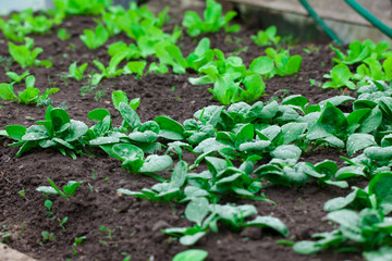 spinach vegetable, fresh in the garden