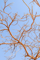 Acacia branches of a bare tree in spring against the sky.