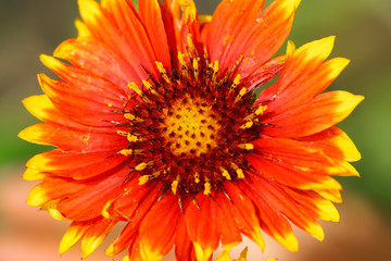 Isolated view of blooming Blanked Flower during spring season