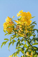 Blooming tree, yellow large flowers against the blue sky.