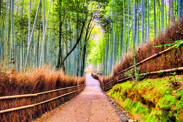 京都、嵯峨野の竹のトンネル
