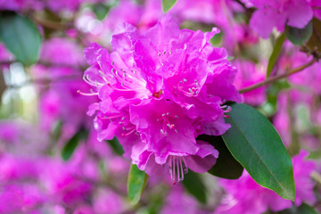 Brightly pink rhododendron flowers. Blooming tree in spring on a sunny weather day. Beautiful background