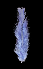 Feather of a bird on a black background, bright colored feathers.