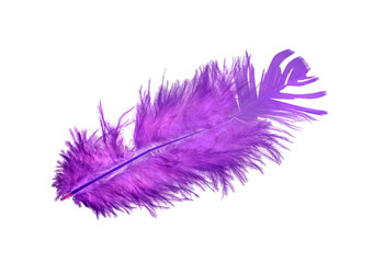 Feather of a bird on a white background, bright colored feathers.