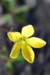 カタバミの黄色い花
