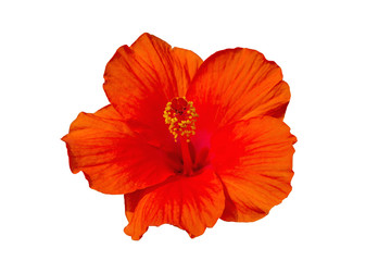 Macro of orange  China Rose flower (Chinese hibiscus, Hibiscus rosa-sinensis , Hawaiian hibiscus , shoe flower ) isolated on white.Saved with clipping path. 