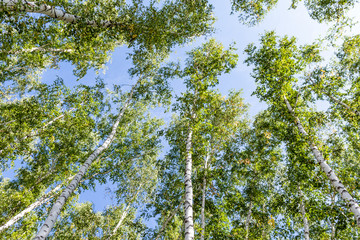 Green birch forest in the sky, summer nature landscape.