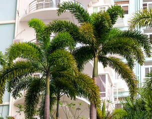 Fototapeta na wymiar Large green branches on coconut trees