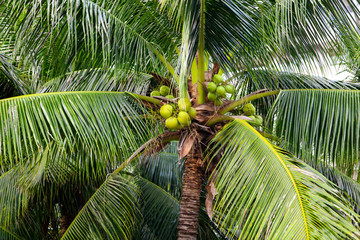 Fototapeta premium Large green branches on coconut trees