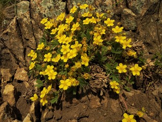flower on the stone