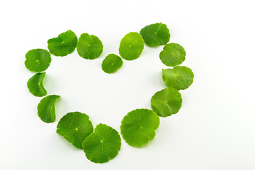 Heart shape of green Asiatic Pennywort (Centella asiatica , Hydrocotyle umbellata L or Water pennywort ) on white background
