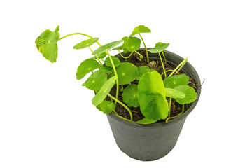 Close up green Asiatic Pennywort (Centella asiatica , Hydrocotyle umbellata L or Water pennywort ) in black plastic pot on white background