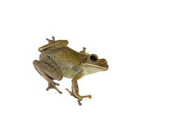 Close up golden tree frog on white wall